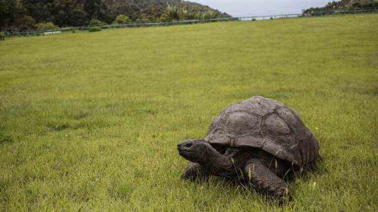 The oldest turtle in the world, Jonathan, turns 190