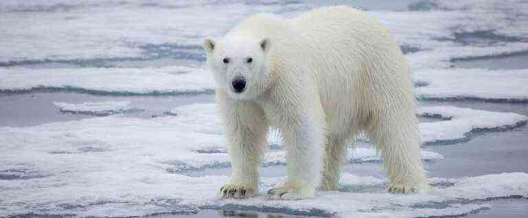 The polar bear, champion of adaptation