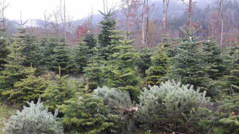 These songs that (really) make parties.  All the colors of “My beautiful Christmas tree”