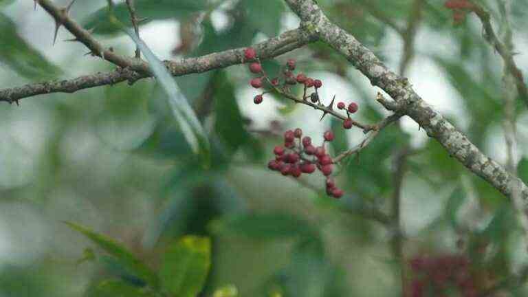 Timut pepper, the fruity berry from Nepal