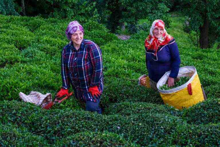 UNESCO |  Turkish tea enters the intangible heritage of humanity