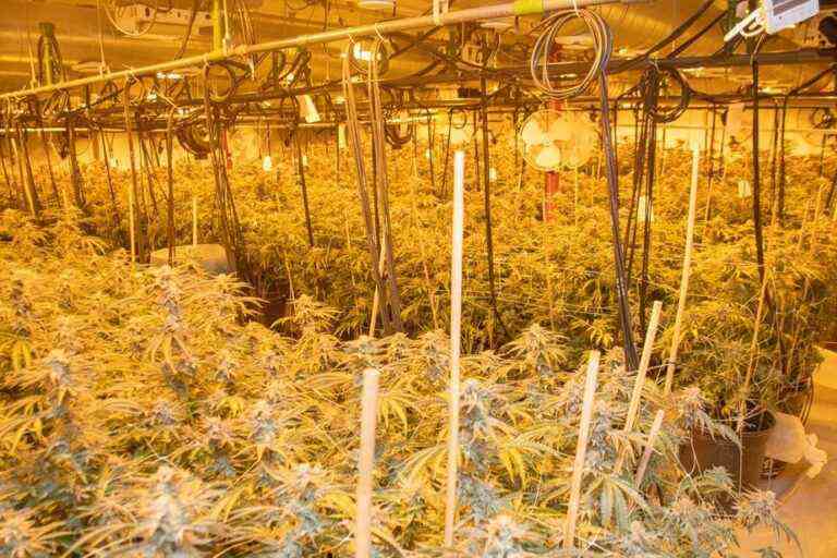 Vast illegal cannabis plantation dismantled |  Employees clocked in and out