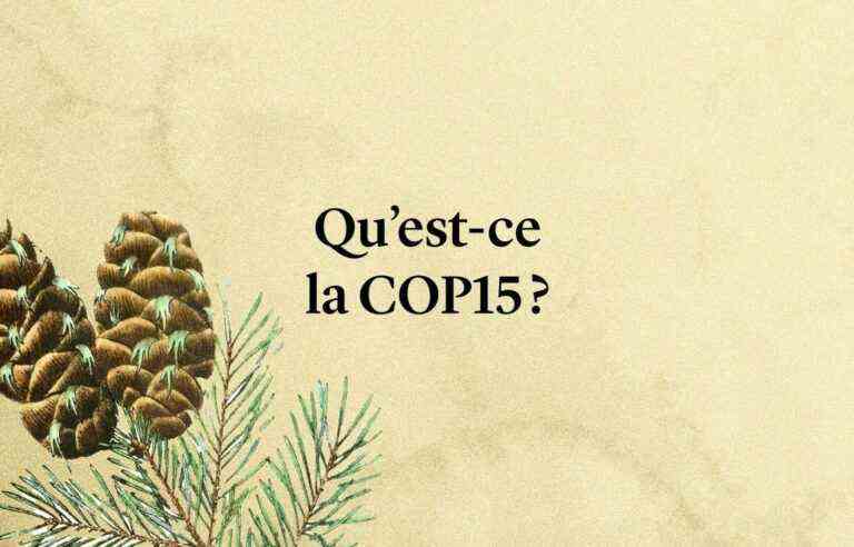 [Vidéo explicative] What is COP15?