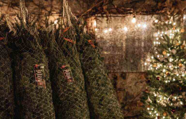 Where does the tradition of the Christmas tree come from?