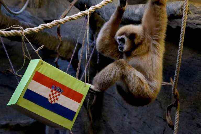 World Cup |  Zagreb Zoo gibbon predicts Croatia victory