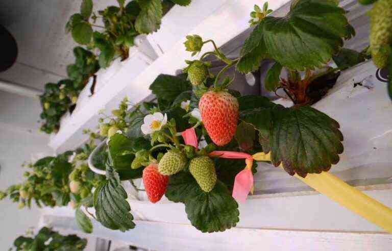 Year-round winter strawberries starting in 2024