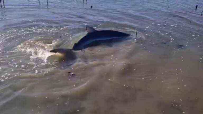 a blue shark rescued in an oyster farm