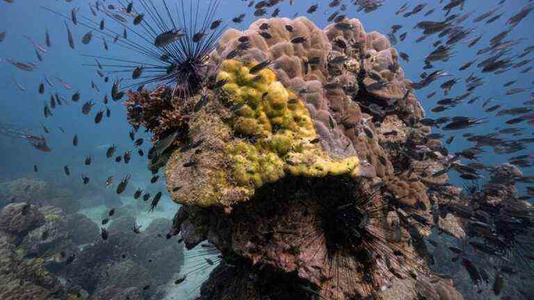 a mysterious disease attacks the coral of the Gulf of Thailand