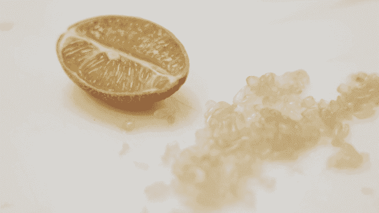 caviar lemon, the most precious of citrus fruits