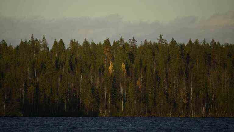 in Finland, bark beetles are moving further north and ravaging the boreal forests