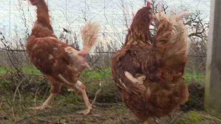 in Isère, reformed hens put up for adoption to avoid the slaughterhouse