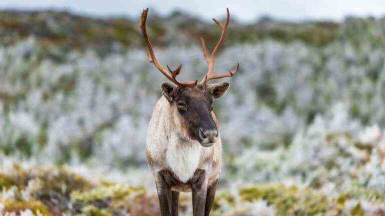 in Quebec, the forest-dwelling caribou slowly being killed by the logging industry