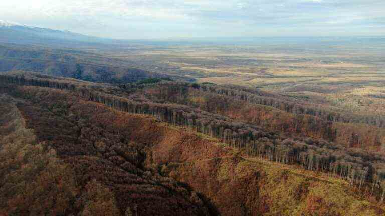 in Romania, soaring timber prices aggravate the scourge of illegal logging