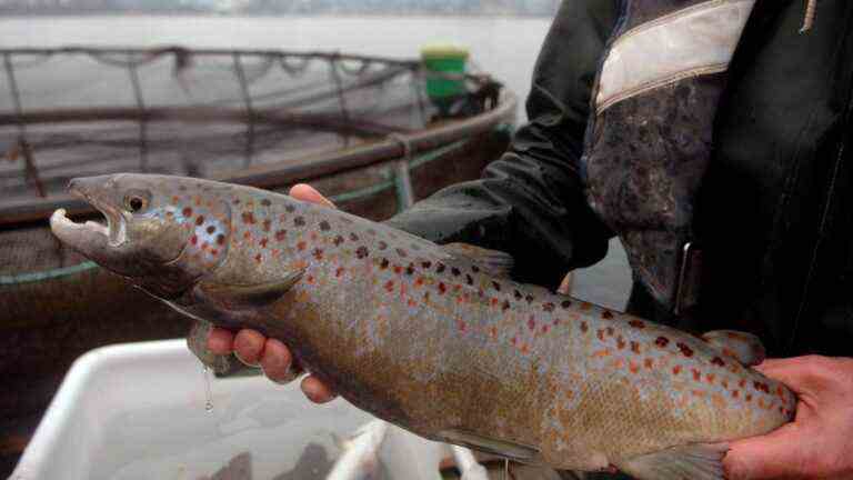 near Guingamp, elected officials and residents divided over a giant salmon factory project