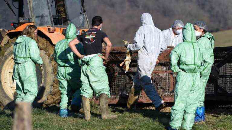 nearly 1.3 million poultry slaughtered in France in four months