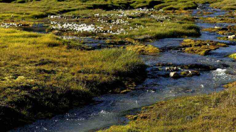 scientists call for protecting peatlands, on which ‘our future depends’