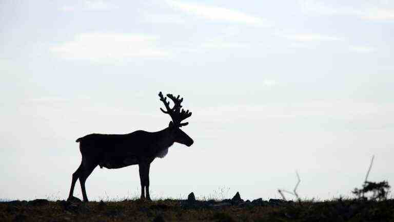 symbol of Canada, the caribou “will starve to death” worry environmental activists