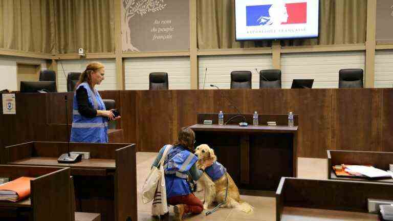 the government wants assistance dogs for minor victims in all departments