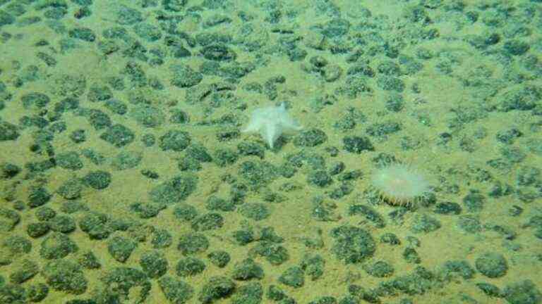 the nodules, coveted treasures of the seabed