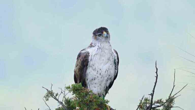 the protection in Occitania of the Bonelli eagle, a rare and endangered species