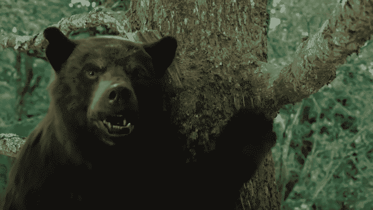 we tell you the true story of this bear who died of an overdose, which inspired the film by Elizabeth Banks