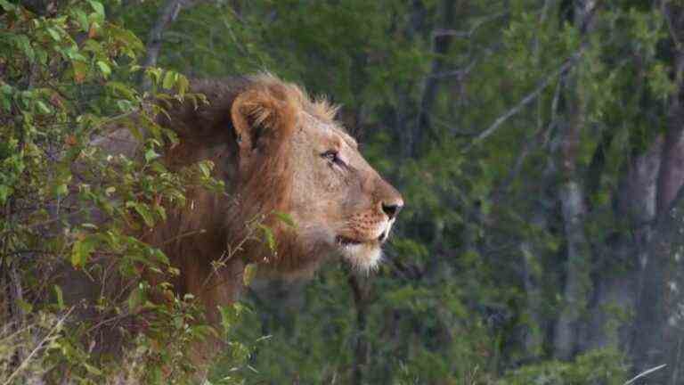 when the reserves sterilize the lionesses to preserve the species