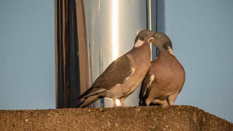 In the skin of information.  What you need to know about pigeons