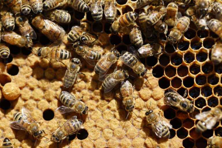 A first vaccine for bees raises hope