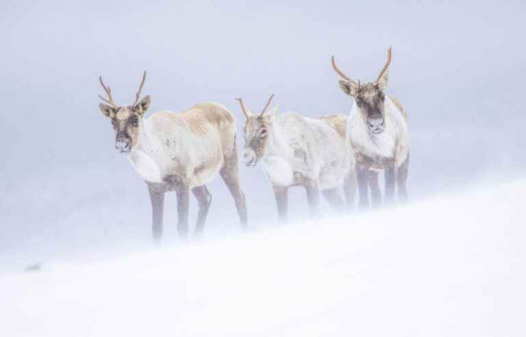 A new mine will be operated in the “critical habitat” of the woodland caribou