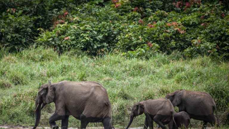 African elephants indirectly contribute to capturing greenhouse gases