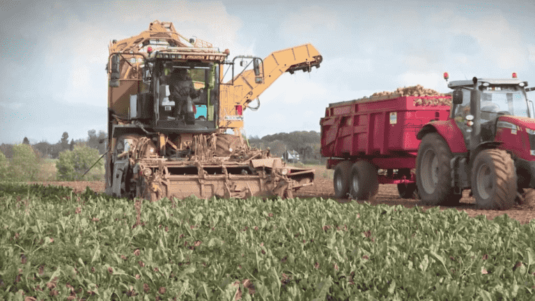 Agriculture: the battle of beet seeds against neonicotinoids