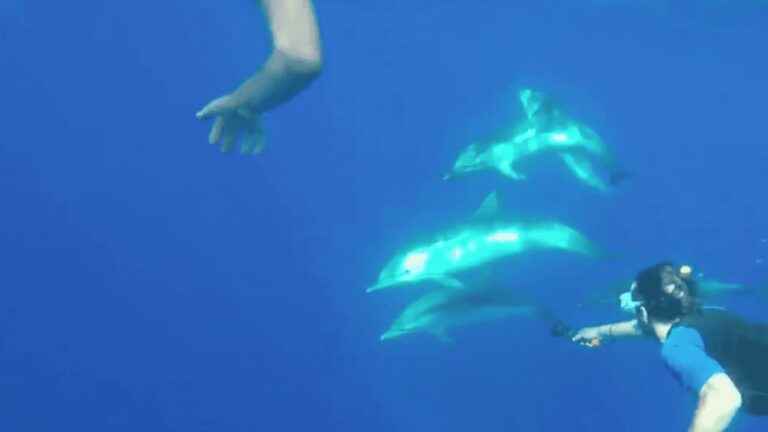 Alpes-Maritimes: three companies sentenced for offering to swim with dolphins