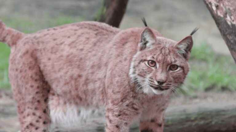 Animals: the lynx, emblematic feline of the Jura