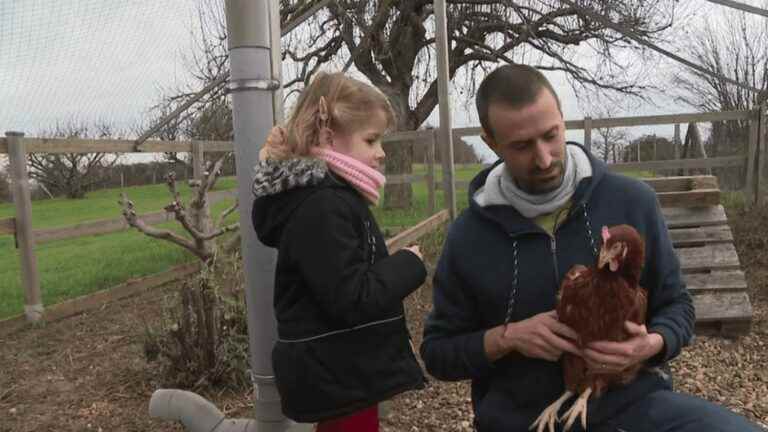 Animals: the second life of laying hens