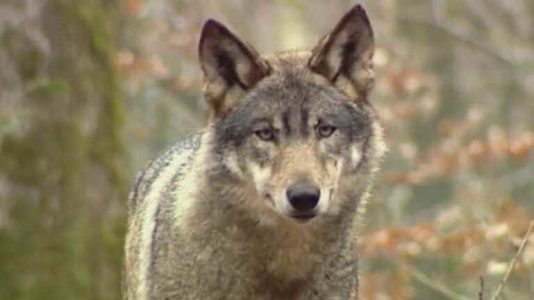 Animals: wolves seem to be dispersing over French territory