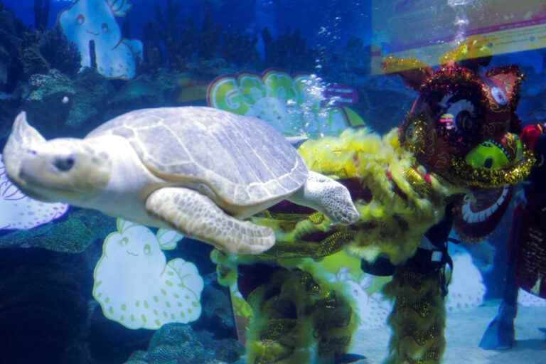 Aquarium Holds Underwater Lion Dance for Lunar New Year