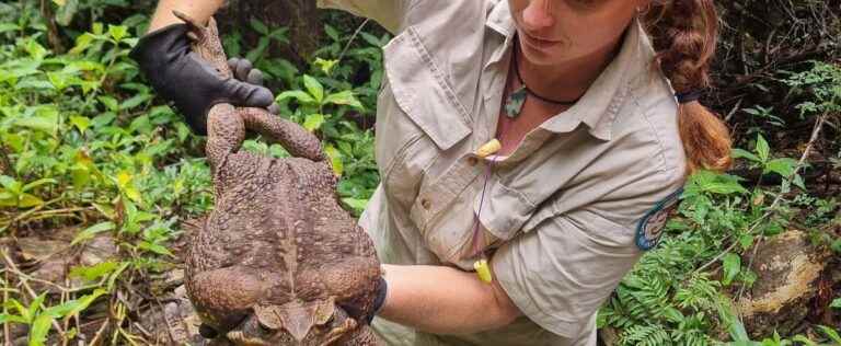 Australia: discovery of a giant cane toad weighing 2.7 kg