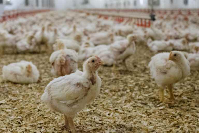 Avian flu in 2022 |  6.7 million farmed birds decimated