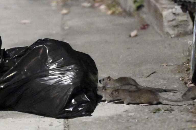 Banned pesticides |  Montreal reauthorizes poison against rats