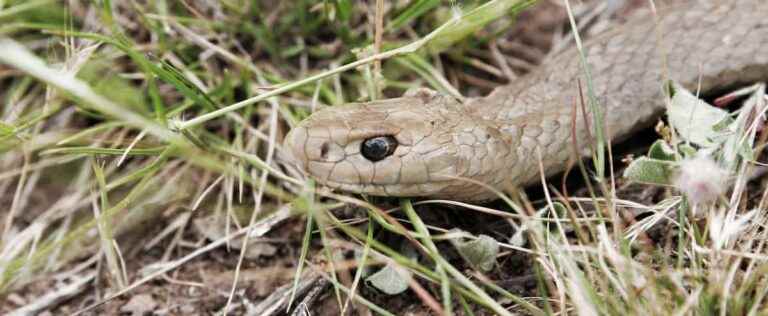 Bitten by a snake: a man dies in front of his wife