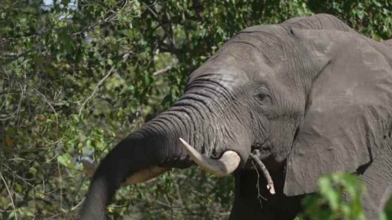 Botswana: elephants are in the sights of hunters