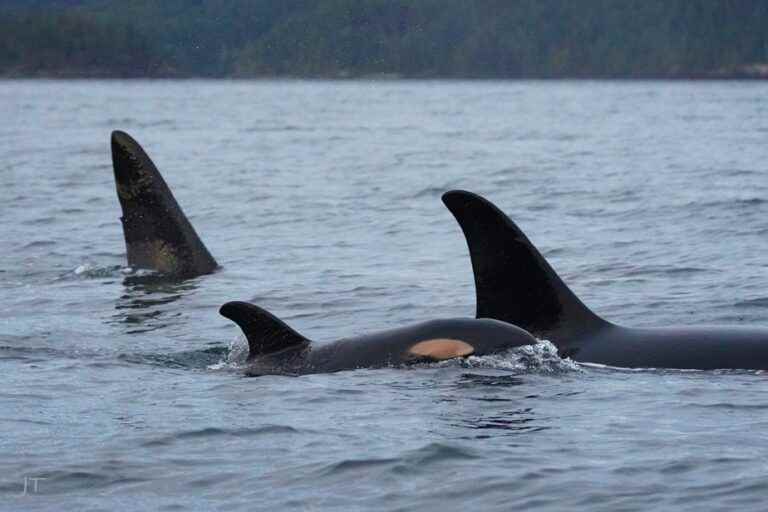 British Columbia |  Toilet paper toxins found in whales