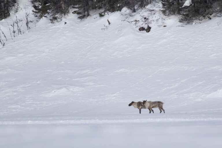 Caribou Protection |  Waiting before acting is proposed again