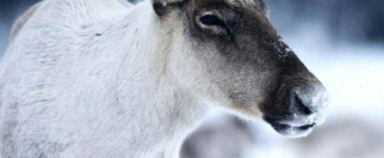 Caribou survival threatened by logging