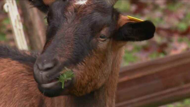 Christmas trees are used to feed goats