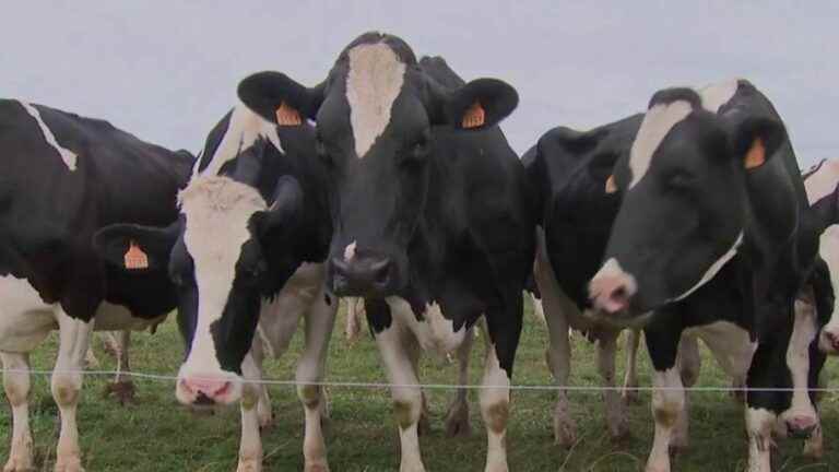 Climate change: solutions to limit methane emissions from cows