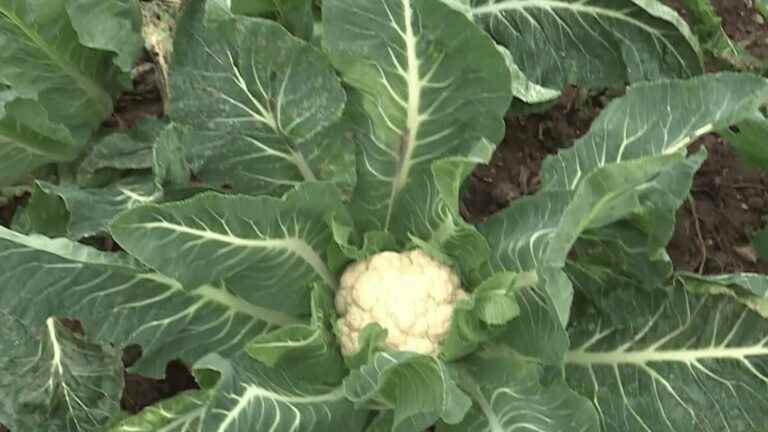 Climate: vegetables are turned upside down by the mild temperatures