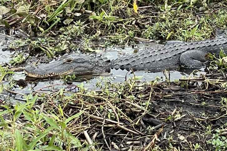 Discovering the Everglades Alligators