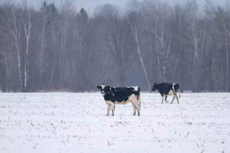 End of the run in Saint-Sévère |  The cows are back home