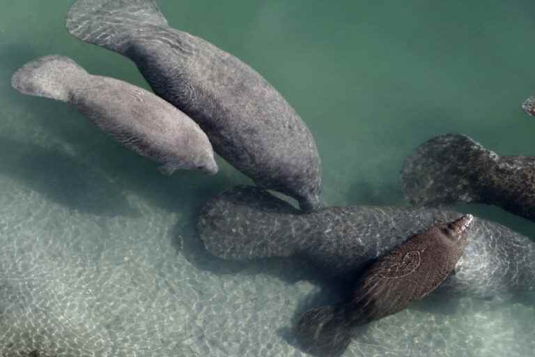 Florida |  Fewer manatees died this year than last